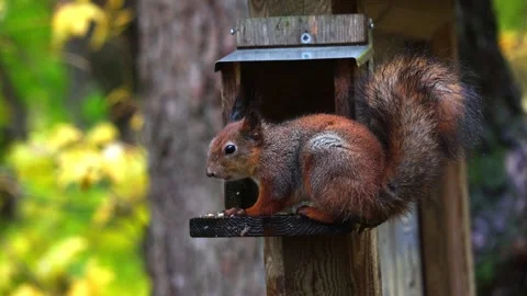 Squirrel eats 4K ultra HD. Stock Footage 320410730