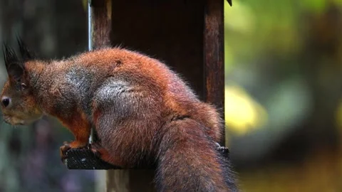 Squirrel eats 4K ultra HD. Stock Footage 320410853