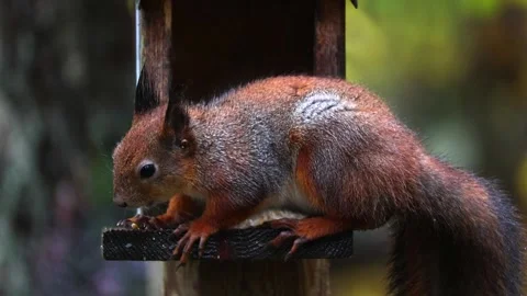 Squirrel eats 4K ultra HD. Stock Footage 320410864