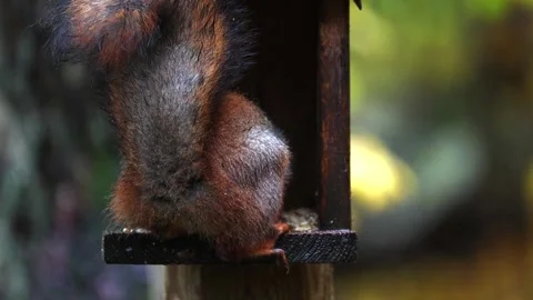 Squirrel eats 4K ultra HD. Video stock 320410911
