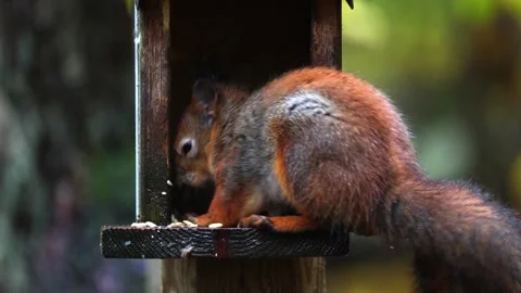 Squirrel eats 4K ultra HD. Stock Footage 320410918