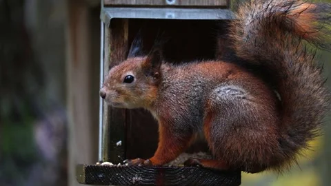 Squirrel eats 4K ultra HD. Stock Footage 320410928