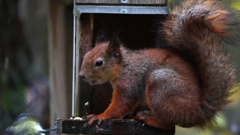 Squirrel eats 4K ultra HD. Stock-Footage 320411186