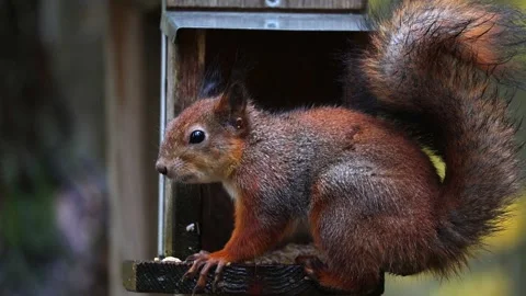 Squirrel eats 4K ultra HD. Stock Footage 320411321