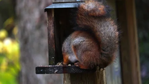 Squirrel eats 4K ultra HD. Stock Footage 320411828