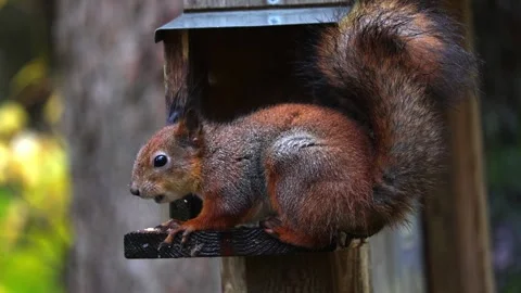 Squirrel eats 4K ultra HD. Stock Footage 320411840