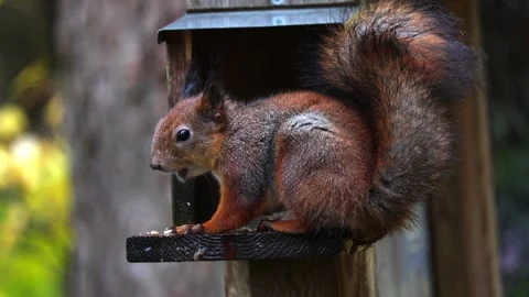 Squirrel eats 4K ultra HD. Stock Footage 320411862