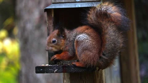 Squirrel eats 4K ultra HD. Stock Footage 320411891