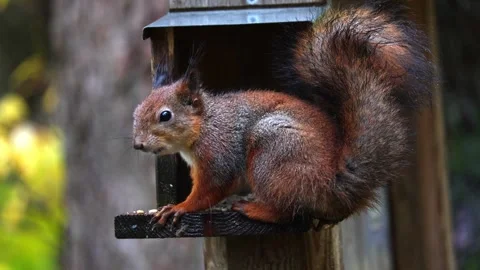 Squirrel eats 4K ultra HD. Stock Footage 320411897