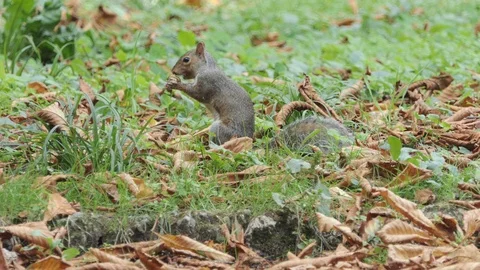 Squirrel eats an acorn Stock-Footage 119815084