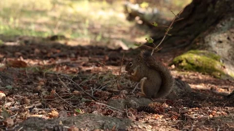 Squirrel Eats An Acorn In The Forest Stock-Footage 145822564