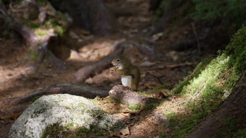 A squirrel eats an acorn in the woods Stock Footage 138835896