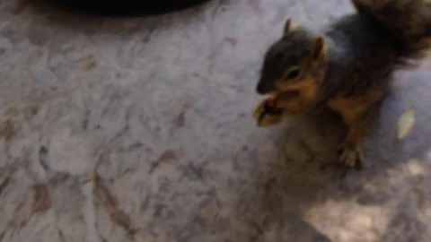 Squirrel Eats Almond from Fork Stock Footage 75822225