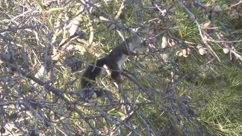 A squirrel eats almond nuts in a tree - Spain 4K Stock Footage 120859953