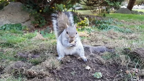 Squirrel eats and then seeks more food Video stock 82539334