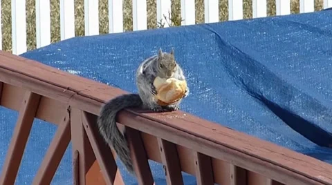 Squirrel eats bagel Stock Footage 36576231