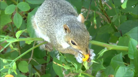 Squirrel eats berries from shrub Stock Footage 27547922