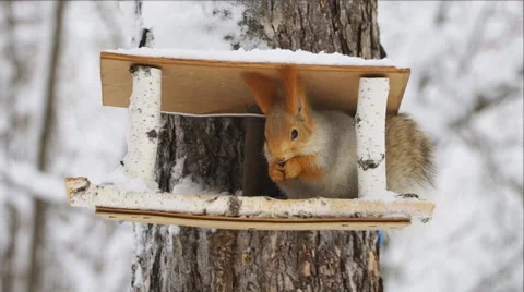 Squirrel eats at the bird feeder in the winter forest Stockbeeldmateriaal 57638932