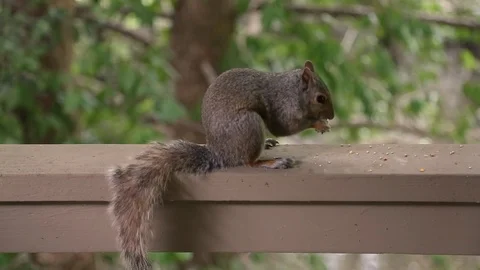 A Squirrel eats birdseed that has fallen above a deck Stock Footage 89810532