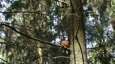 The squirrel eats a bump. Video stock 116652151