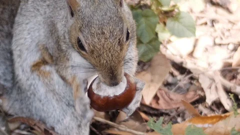 Squirrel eats a chestnut Stock Footage 119790659