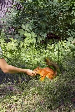 Squirrel eats from child's hand. Close-up Foto stock