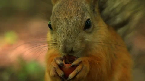 Squirrel eats. Close up Stock Footage 54900604