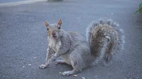 Squirrel eats core. Stock Footage 129600037