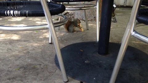 Squirrel Eats Croissant Under Table Stock Footage 75822691