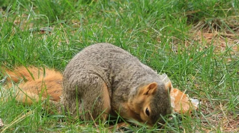 Squirrel eats cupcake Stock Footage 8777246
