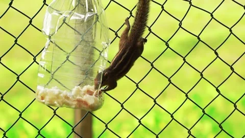 Squirrel eats from feeder and climbing the fence Stock Footage 183350814