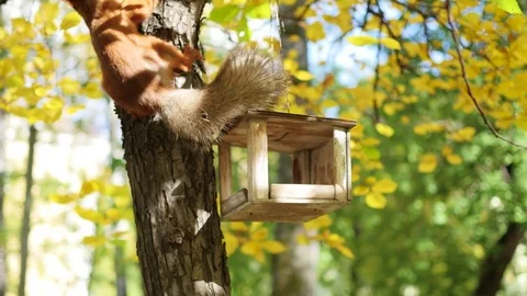 The squirrel eats from the feeder feed. Autumn Park Видео 80127968