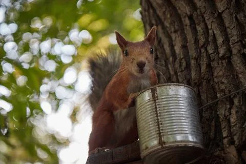 Squirrel eats from a feeder in the forest on a tree trunk, fluffy tail, autumn Stock Photos