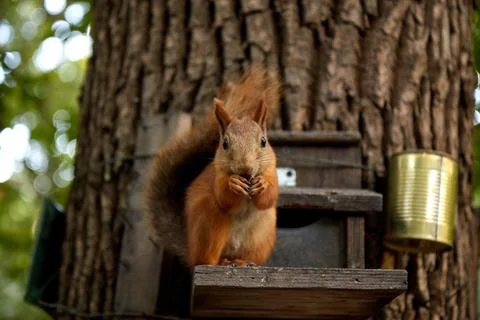 Squirrel eats from a feeder in the forest on a tree trunk, fluffy tail, autumn Stock Photos
