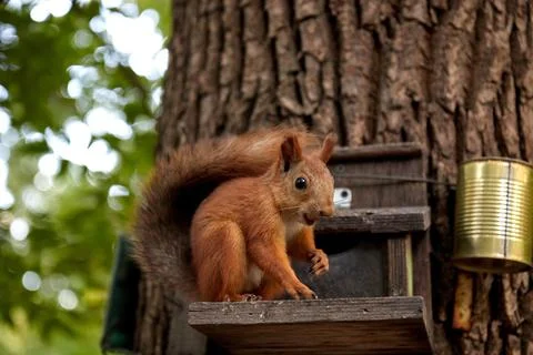 Squirrel eats from a feeder in the forest on a tree trunk, fluffy tail, autumn Stock Photos