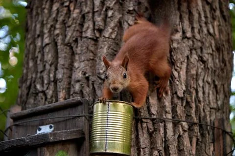 Squirrel eats from a feeder in the forest on a tree trunk, fluffy tail, autumn Stock Photos