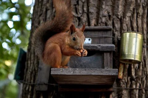 Squirrel eats from a feeder in the forest on a tree trunk, fluffy tail, autumn Stock Photos