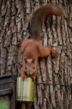 Squirrel eats from a feeder in the forest on a tree trunk, fluffy tail, autumn Stock Photos