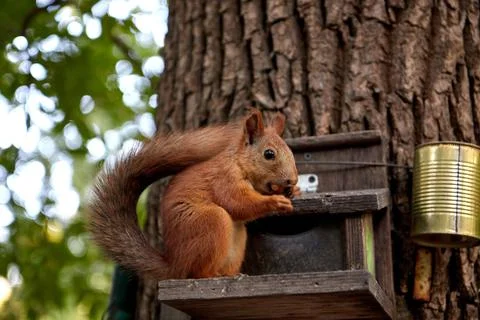 Squirrel eats from a feeder in the forest on a tree trunk, fluffy tail, autumn Stock Photos