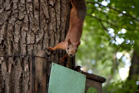 Squirrel eats from a feeder in the forest on a tree trunk, fluffy tail, autumn Stock Photos