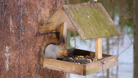 A squirrel eats from a feeder in a winter park 스톡 동영상 265825562