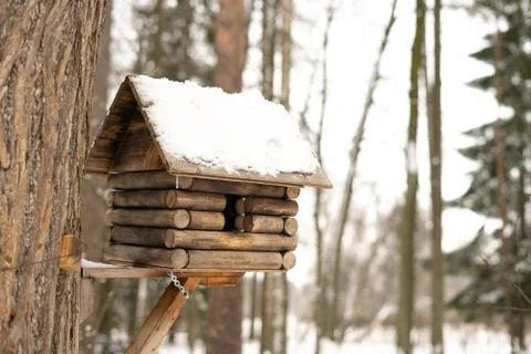 Squirrel eats from a feeder in the woods in the fall. Stock Photos