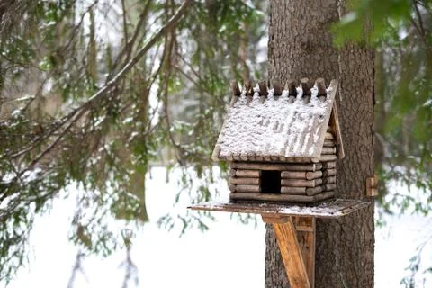 Squirrel eats from a feeder in the woods in the fall. Stock Photos