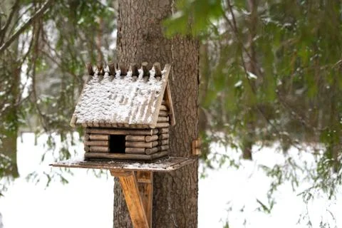 Squirrel eats from a feeder in the woods in the fall. Stock Photos