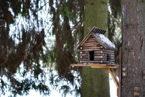 Squirrel eats from a feeder in the woods in the fall. Stock Photos