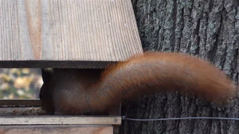Squirrel eats in a feeding trough Stock Footage 125468356