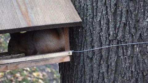 Squirrel eats food in a house feeding trough in 4K. Stock Footage 121200581