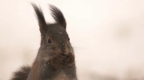 Squirrel eats Stock Footage 33830243