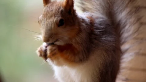 Squirrel eats Stock Footage 101027235