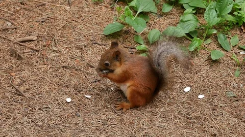 The squirrel eats 動画素材 116709284